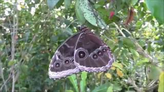 Butterfly Journey at Chester Zoo [upl. by Baun690]