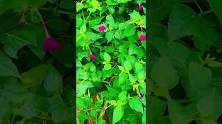 Mirabilis jalapa flower plant 🌱… Rangani flower plants flowers mansoon [upl. by Flossi]