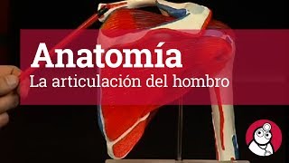 Anatomía La articulación del hombro [upl. by Nwahsirhc]