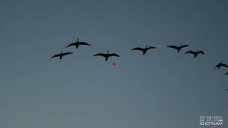 ShootingDecoying geese [upl. by Bove]