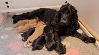 Cute Cocker Spaniel Puppies  One Hour Old [upl. by Ieso24]