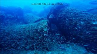 Lionfish quotPterois volitansquot Scorpionfish Family [upl. by Nodarb633]