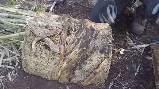 How to Divide Rootbound Potted Bamboo [upl. by Silvan]