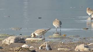 107 Kulík písečný Charadrius hiaticula Ringed Plover [upl. by Aned]