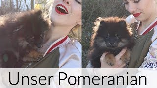 Unser POMERANIAN  Die GANZE Geschichte dahinter  FOXILOVES [upl. by Neerac814]