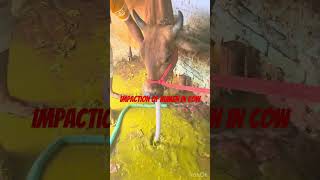 Impaction of rumen l dr Umar khan [upl. by Darrell]