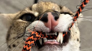 African Serval Feeding and Playing [upl. by Anialahs]