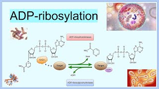 ADPribosylation [upl. by Carleton]