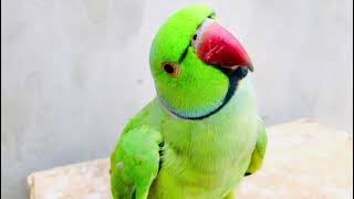 Soo cute talking and Soo sweet dancing very happy parrots [upl. by Eneryt]