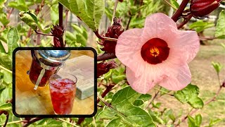 Growing Roselle For Tea Zone 9b [upl. by Cattima]