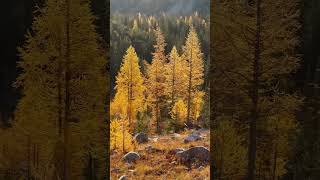 Autumn hike in OkanoganWenatchee NF larches  backpacking camping [upl. by Broome762]