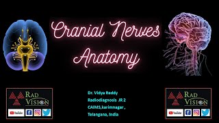 CRANIAL NERVES ANATOMY [upl. by Eikcin]