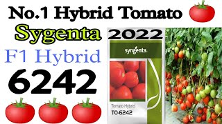 Sygenta TO 6242 Hybrid Tomato No 1 tomato 🍅 In India टमाटर 6242 उन्नतशील बीज। 6242Sygentatomato [upl. by Eelrebmyk69]