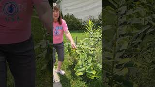 Laying eggs on our milkweed We dont whitness this too often but its really cool monarchmiracles [upl. by Ainoval120]