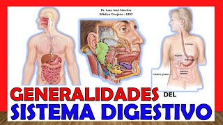 🥇 SISTEMA DIGESTIVO en 16 Minutos ¡Fácil y Sencillo [upl. by Ayal]