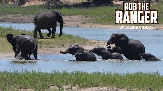 Elephant Swim Session  Kruger National Park [upl. by Sparhawk]