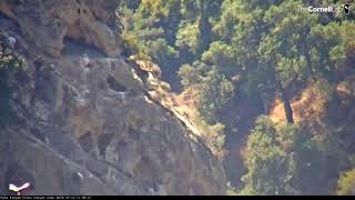 California Condor Chick 980 Fledges – Oct 14 2019 [upl. by Dnomaj]