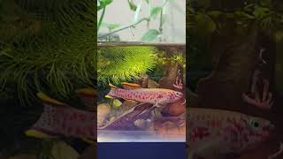 Fundulopanchax gardneri 🤩 terrario animals pets vivarium aquarium killifish fish freshwater [upl. by Ylrebmit]