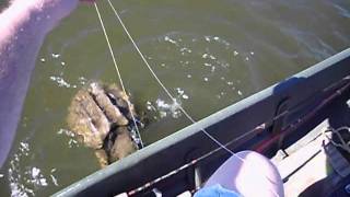 JUGGING for Alligator Snapping Turtles amp BASS [upl. by Grindlay661]