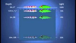 Fishing Lure Color Selection Part 1 How Colors Look Underwater [upl. by Ecinaj]