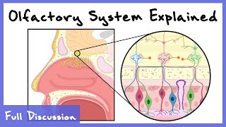 Olfactory System Explained Combinatorial Processing Transduction Cortex  Full Discussion [upl. by Drallim]