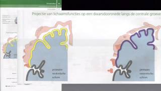 Examentraining H5 Zenuwstelsel [upl. by Magna]