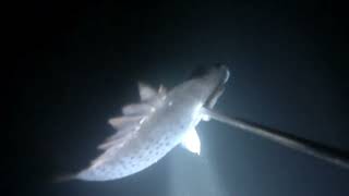 Sumisid Tayo Bago Ang Bagyong Nika at naka libre Naman Ulam fishing nigthspearfishing [upl. by Nea]