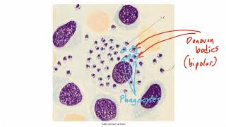 Miscellaneous Organisms for the USMLE Step 1 [upl. by Heriberto]