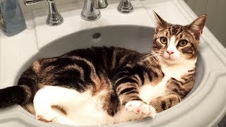 Cute and Funny Cat Videos to Keep You Smiling 🐱 [upl. by Trueblood]