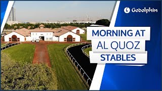 Another glorious morning at Godolphins Al Quoz Stables in Dubai [upl. by Valenta833]