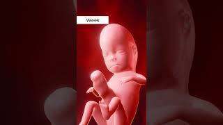 👶✨ Witness the incredible journey of fetal growth [upl. by Erin]