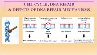 DNA REPAIR MECHANISMS [upl. by Kenwrick]