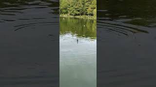 Linlithgow Cormorant 29th September 2024 shorts shortswithcamilla [upl. by Jak943]