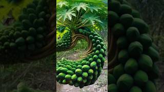 Papaya Tree Propagation with Air Layering Easy Method garden gardening [upl. by Neeloj453]