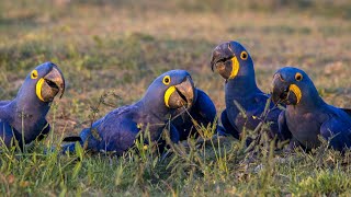 Information about the Hyacinth Macaw Blue Macaw  Feathered Explorer [upl. by Jacquette]