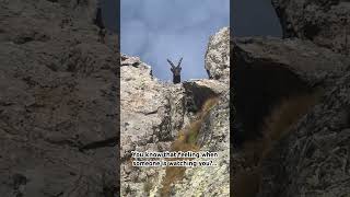 🐐 encounter in Parque Nacional de Mercantour France NCVNT France hiking trekking fun goat [upl. by Pia572]