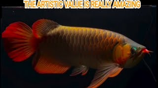 REALLY BEAUTIFUL SUPER RED AROWANA ORNAMENTAL FISH [upl. by Kalman473]