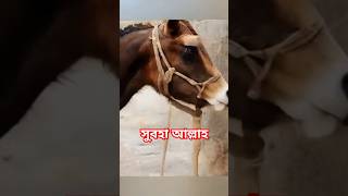 সুবহা আল্লাহ গরু থেকে 🐎 হয়ে গেল [upl. by Poll517]