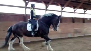 Clydesdale Dressage with Crusader [upl. by Orozco]