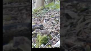 Stoat on trailcamera woods wildanimals trailcam trailcamera trailcamera mustelids ukwildlife [upl. by Santa982]