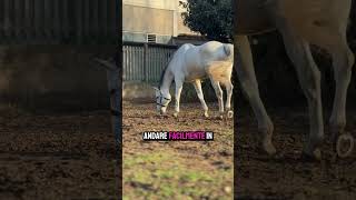 horse equestre cavalli equitazione equestrian maneggio horseriding [upl. by Ridglea]