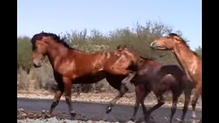 Wild Horse Action at the Salt River by Karen McLain [upl. by Aryam762]