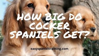 How big do Cocker spaniels get [upl. by Earahs]