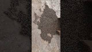 capturing a wild swarm of africanized honey bees [upl. by Aztiray]