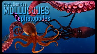 Les Céphalopodes Mollusques 33 [upl. by Anahtor]