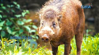 Baboy ramo ng Bayawan Nature Reserve sa Negros Oriental friendly raw  Born to be Wild [upl. by Reaht]