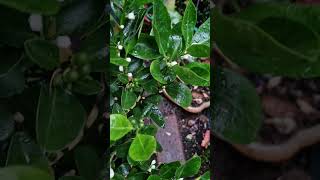 Growing a ColdHardy Calamondin Orange Tree 6Month Progress Update [upl. by Avalsorim143]