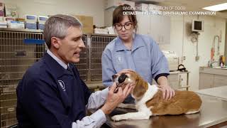 Basic Eye Examination of Dogs by Dr Phil Pickett [upl. by Isayg]