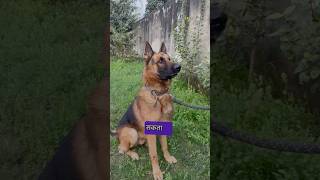 German Shepherd 238 PSI Vs Pitbull 250 PSI Bite 💥 pitbull germanshepherd fight doglover shorts [upl. by Assiar81]