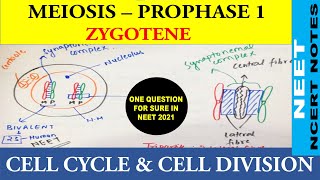 Zygotene Stage  Prophase 1 of Meiosis  1  NEET Biology  Class 11  NCERT Notes  NEET 20212022 [upl. by Drahcir987]